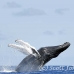 whale_humpback_h_00476_dom2524.jpg